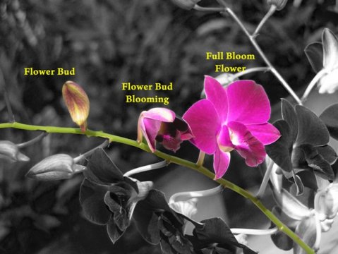 From Bud to Bloom