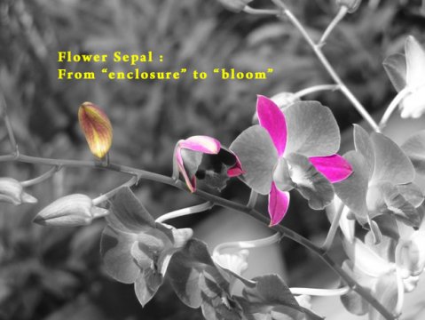 Flower Sepal