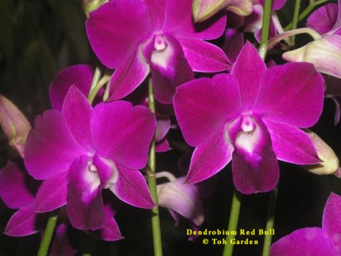 Dendrobium Red Bull
