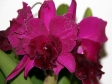 Rhyncholaeliocattleya Guanmiau City
