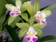 Rhyncholaeliocattleya Village Chief North