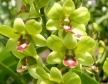 Dendrobium Burana Jade