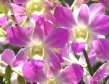 Dendrobium California