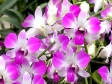 Dendrobium Eastern Vigor