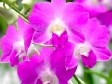 Dendrobium Ekapol