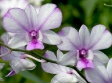 Dendrobium Popeye