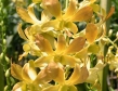 Dendrobium Shangri-La