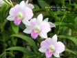 Dendrobium Erika