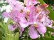 Mokara Lady Pink
