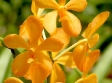 Mokara Singa Gold