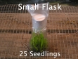 Orchid Flask (Small)