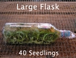 Orchid Flask (Large)