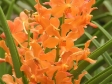 Ascocenda Ambrosian Twinkle