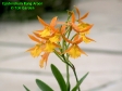Epidendrum Rung Aroon