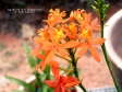 Epidendrum ibaguense