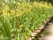 Oncidium Golden Shower
