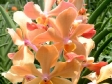 Vanda Josephine Van Brero