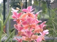 Vanda Roberta Chun