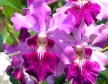 Vanda Ruby Prince