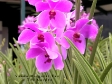 Vanda Margaret Tan