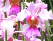 Vanda Miss Joaquim