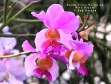 Vanda Teres Variation 'Pink Beauty'