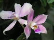 Dicattleya 