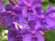 Renantanda Blue