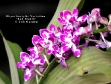Rhychostylis Variation 'Red Blotch'
