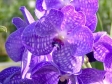 Vanda Manuvadee