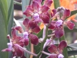 Vanda Tricolor Hybrid