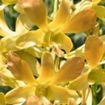 Dendrobium Shangri-La Singapore