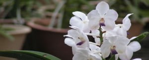 ascocenda-thong-nam