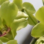 Dendrobium Burana Jade