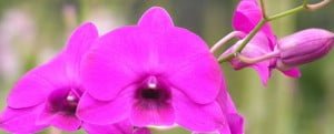 dendrobium-casino dendrobium-casino