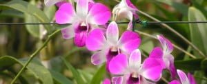 dendrobium-eastern-vigor