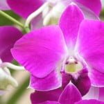 Dendrobium Red Glory