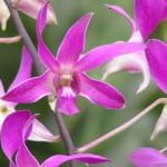 Dendrobium Jackie Chan
