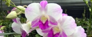 dendrobium-lady-pink