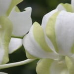 Dendrobium Liberty Mutation