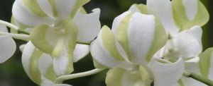 dendrobium-liberty