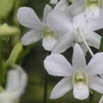Dendrobium Lucian White