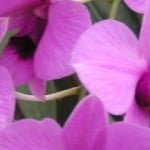Dendrobium Minatures