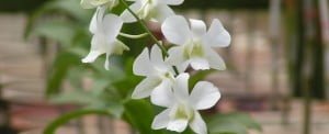 dendrobium-snow-white