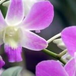 Dendrobium Toh Pink