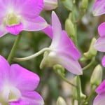 Dendrobium Uki Pink
