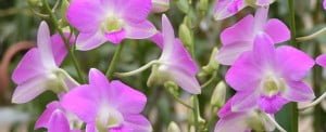 dendrobium-uki-pink