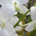 Dendrobium Uki White
