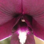 Dendrobium Vonny Fantasy