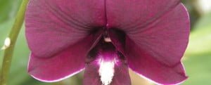 dendrobium-vonny-fantasy